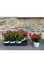 Dipladenia Sundaville Ø10,5
