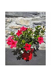 Dipladenia Mandevilla/Sundaville Ø14