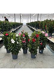 Dipladenia Variety Mix Tropical Coast Ø20