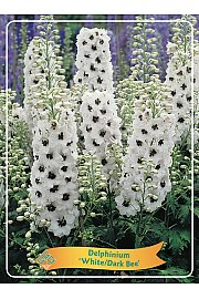 Delphinium White/Dark Bee Ø11