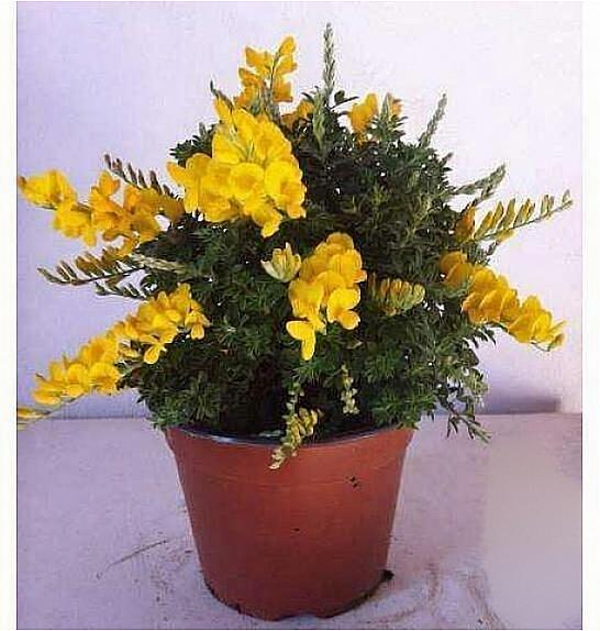 Cytisus hybrid Ø14