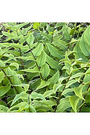 Cyrtomium fortunei var. clivicola C5 Lit.