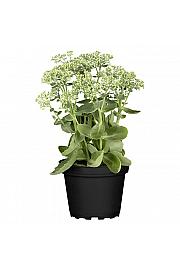 Sedum Herbstfreude Ø 12