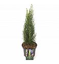 Cupressus sempervirens Totem C2,5 Lit. 30-40 cm