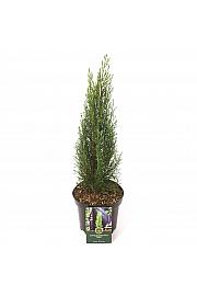 Cupressus sempervirens Totem C2,5 Lit. 30-40 cm