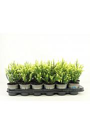 Cryptomeria japonica Vilmorin Gold Ø9