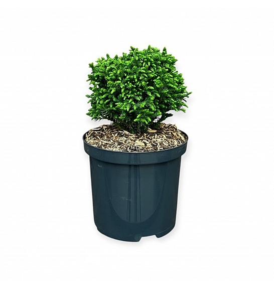 Cryptomeria japonica Green Pearl C2,5 Lit. 15-20 cm