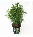 Cryptomeria japonica Elegans Viridis C2,5 Lit. 30-40 cm