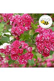 Crataegus laevigata Pauls Scarlet C7,5 Lit. 80-100 cm