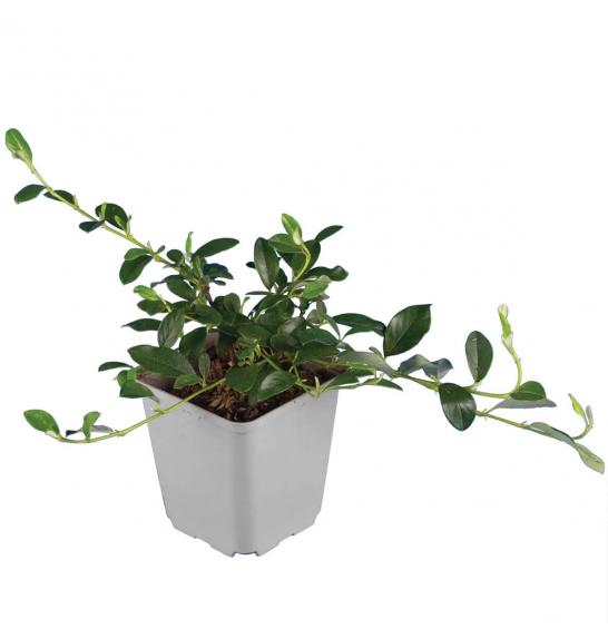 Cotoneaster dammeri Ø 9