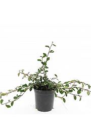 Cotoneaster dammeri C1,5 Lit. 20-25 cm