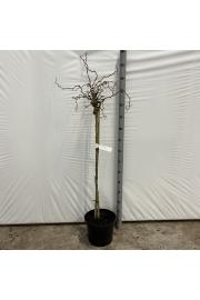Corylus avelana Scooter C10 Lit. Na steblu 100 cm