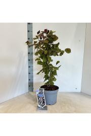 Corylus avelana Red Majestic C7,5 Lit. 60-80 cm