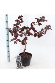 Corylus avelana Red Majestic C10 Lit. Na steblu 100 cm