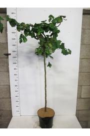 Corylus avelana Contorta C10 Lit. Na steblu 100 cm