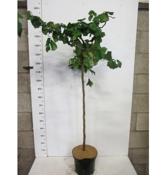 Corylus avelana Contorta C10 Lit. Na steblu 100 cm