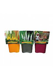 Eremurus mix C5 Lit.