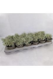 Calocephalus brownii Silver Ø9