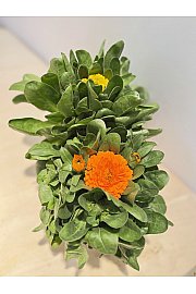 Calendula Ø14