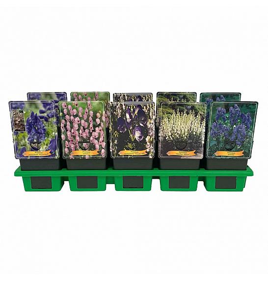 Aconitum mix Ø11