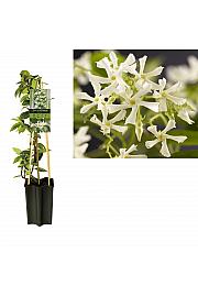 Trachelospermum jasminoides C1,5 Lit. 30-40 cm