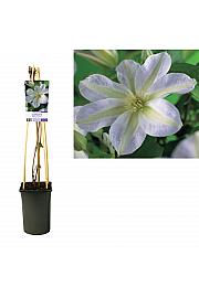 Clematis Yukikomachi C2,5 Lit. 40-60 cm