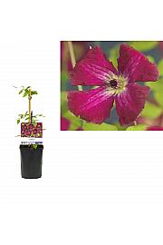 Clematis viticella Rubra C1 Lit. 20-30 cm