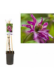 Clematis viticella Rosalyn PBR C2,5 Lit. 40-60 cm