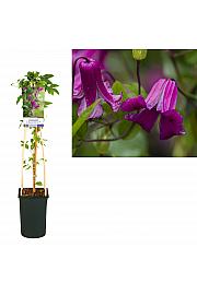 Clematis viticella Queen Mother PBR C2,5 Lit. 40-60 cm