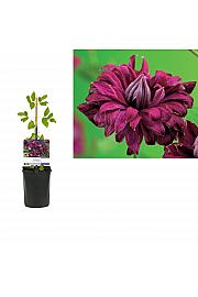 Clematis viticella Purpurea Plena Elegans C1 Lit. 20-30 cm