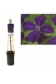 Clematis viticella Polish Spirit C2,5 Lit. 40-60 cm