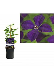 Clematis viticella Polish Spirit C1 Lit. 20-30 cm