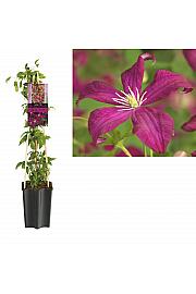 Clematis viticella Madame Julia Correvon C1,5 Lit. 30-40 cm