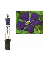 Clematis viticella Etoile Violette C2,5 Lit. 40-60 cm