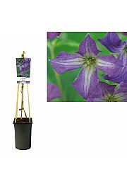 Clematis viticella C2,5 Lit. 40-60 cm