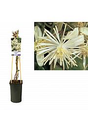 Clematis vitalba C2,5 Lit. 40-60 cm