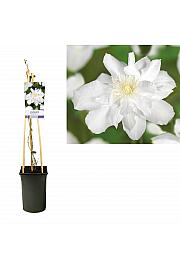 Clematis Sylvia Denny C2,5 Lit. 40-60 cm
