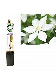 Clematis So Many® White Flowers PBR C2,5 Lit. 40-60 cm