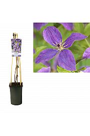 Clematis So Many® Lavender Flowers PBR C2,5 Lit. 40-60 cm