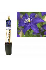 Clematis Rhapsody C2,5 Lit. 40-60 cm