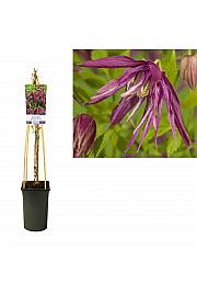 Clematis Octopus PBR C2,5 Lit. 40-60 cm
