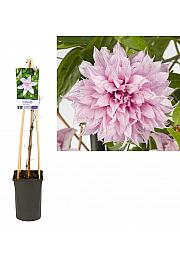 Clematis Multi Pink® PBR C2,5 Lit. 40-60 cm