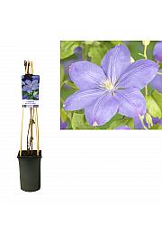 Clematis Mrs. Cholmondeley C2,5 Lit. 40-60 cm