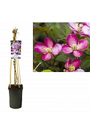 Clematis montana Van Gogh C2,5 Lit. 40-60 cm