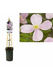 Clematis montana Rubens C2,5 Lit. 40-60 cm