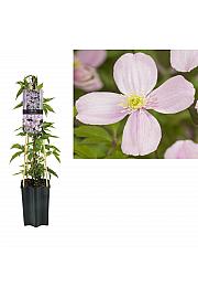 Clematis montana Rubens C1,5 Lit. 30-40 cm