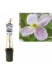 Clematis montana Pink Perfection C2,5 Lit. 40-60 cm
