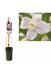 Clematis montana Mayleen C2,5 Lit. 40-60 cm