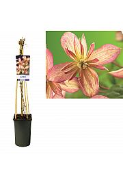 Clematis montana Marjorie C2,5 Lit. 40-60 cm