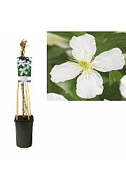 Clematis montana Grandiflora C2,5 Lit. 40-60 cm